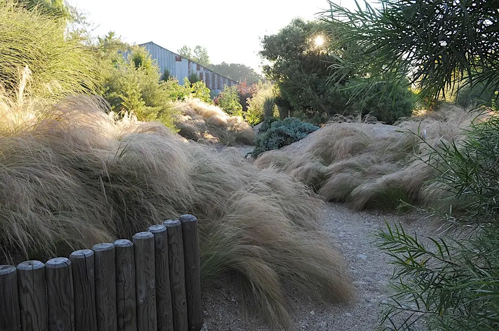 Chemin de sable entre les dunes plantées