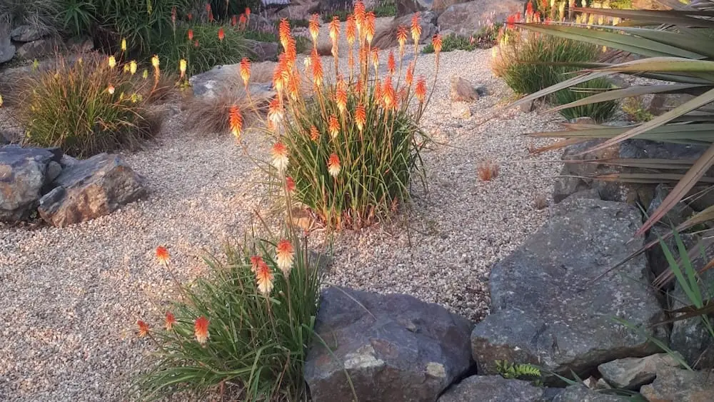 Kniphofias et graviers du jardin Saveurs de soleil