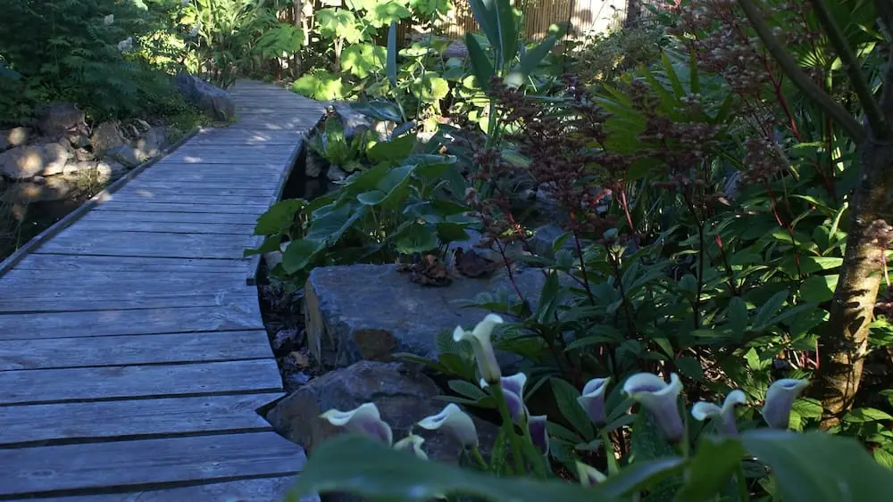 Feuilles de gunnera au bord de la mare