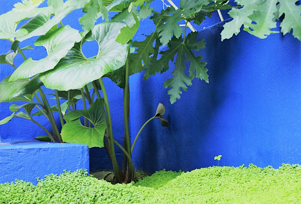 Grandes feuilles devant le mur bleu du jardin Bleu et citron