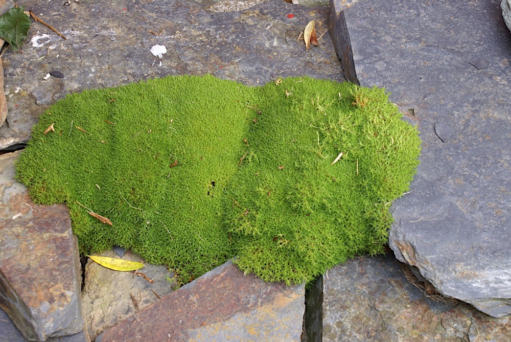 Pierre couverte de mousse dans le jardin sauvage