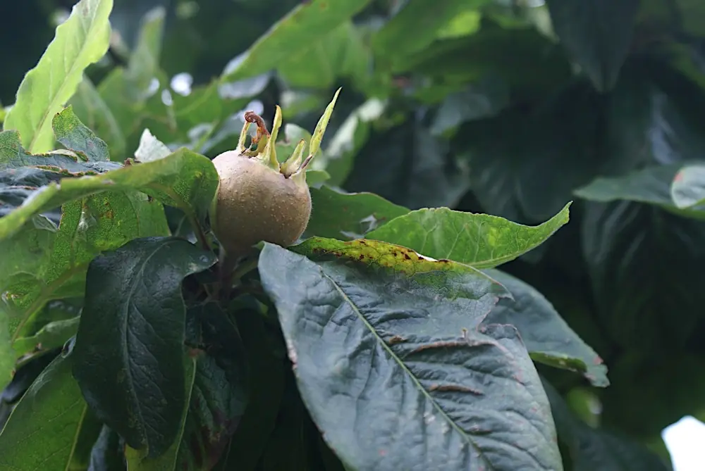 Récolte de nèfles au potager
