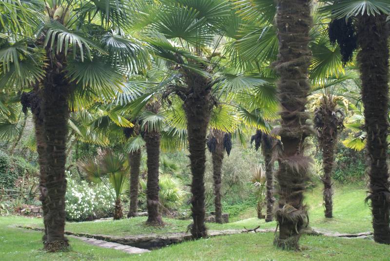 Palmen in einem exotischen Nachbargarten