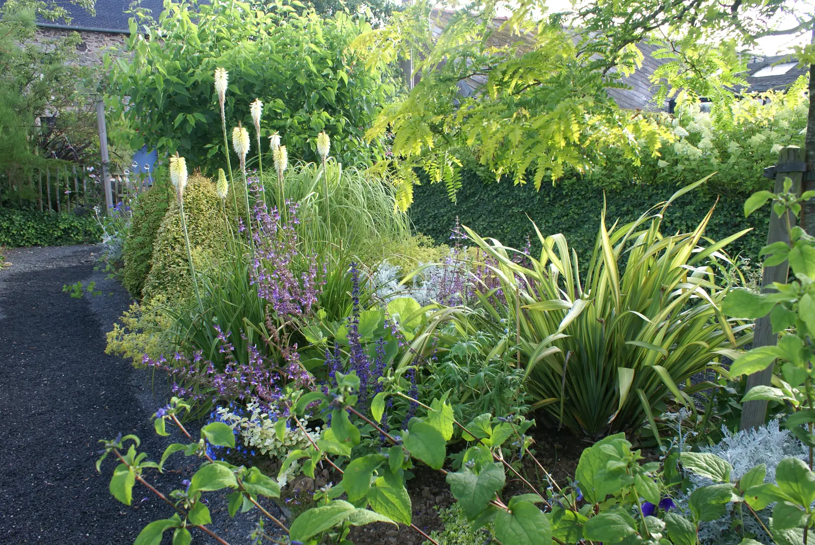 Tritomes crème et sauges bleues du jardin Bleu et citron
