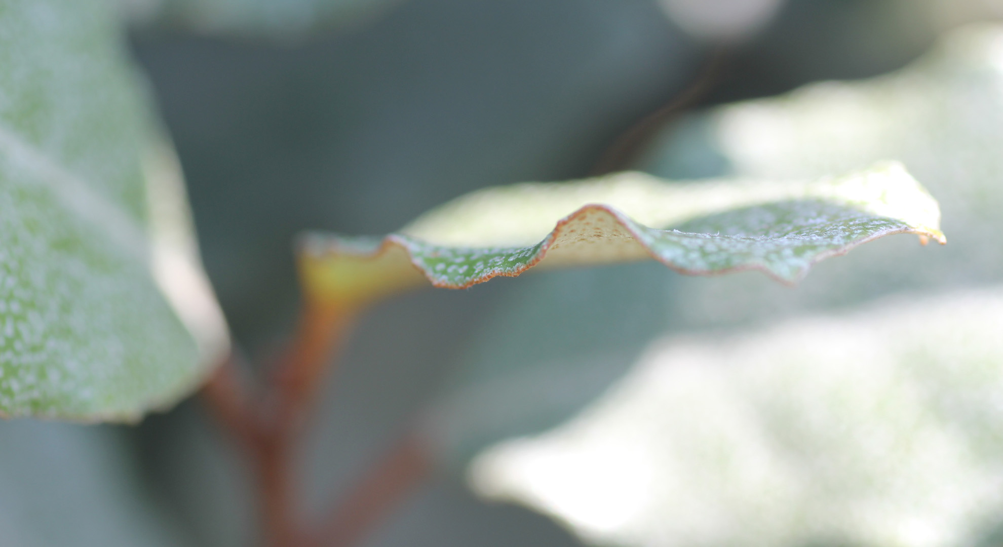 Grandes feuilles devant le mur bleu du jardin Bleu et citron