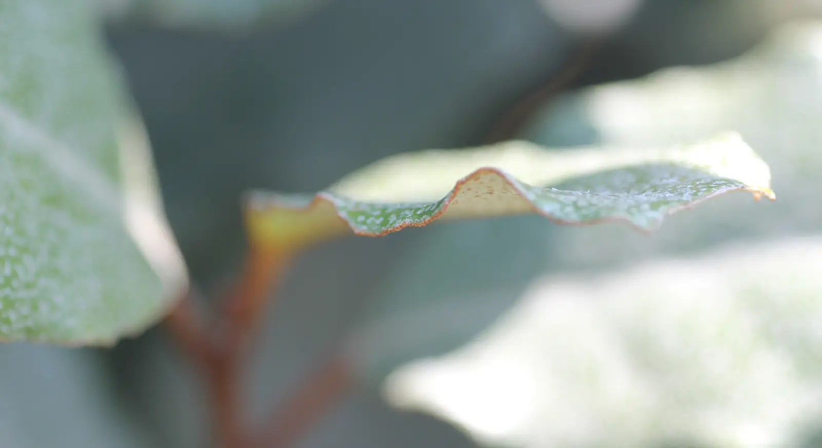 Grandes feuilles devant le mur bleu du jardin Bleu et citron
